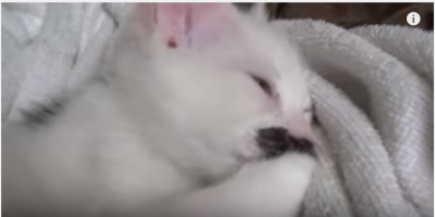 可愛すぎる!子猫が肉球チュウチュウ