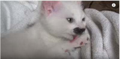 可愛すぎる!子猫が肉球チュウチュウ