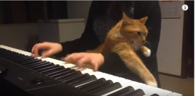 ピアノを弾く飼い主さんの腕で、揺れる猫