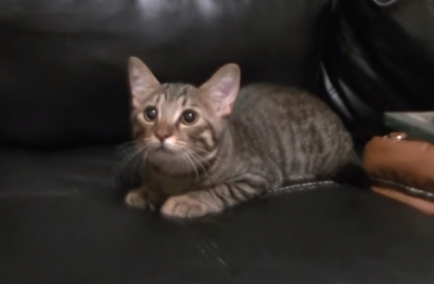 ついクセで・・注意を向けた方に耳まで向く猫
