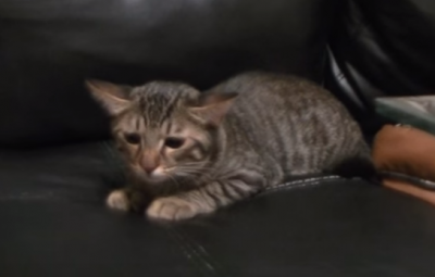 ついクセで・・注意を向けた方に耳まで向く猫