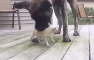 小型犬と大型犬が対等にじゃれ合い!?