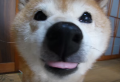 一瞬のすごい顔にびっくり!急に変顔する柴犬