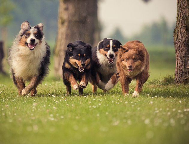 ワンちゃんとお出かけ! 犬を連れていくおすすめスポット関西編