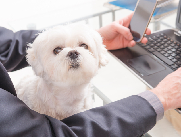 社員犬が急増中! オフィスにもたらす効果とは?