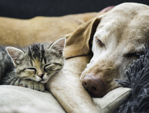 犬を飼ってアンチエイジング? ペットがもたらす驚きの効果