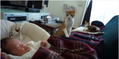 新しい家族の赤ちゃんに興味津々の猫