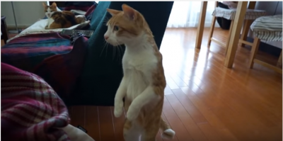 新しい家族の赤ちゃんに興味津々の猫