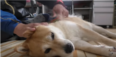 柴犬のブラシがけ、抜け毛の季節は大変です