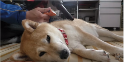 柴犬のブラシがけ、抜け毛の季節は大変です