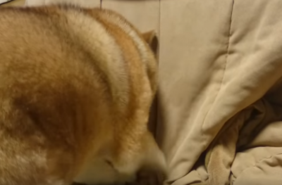 不器用すぎる!なかなかこたつに入れない柴犬