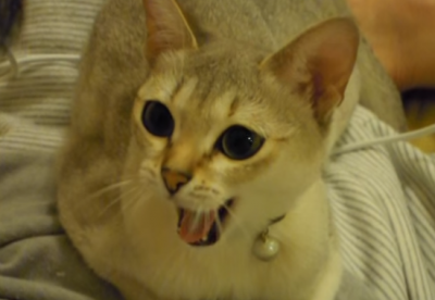 マネしてる?飼い主さんの咳に反応する猫