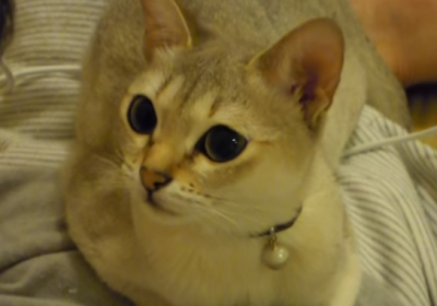 マネしてる?飼い主さんの咳に反応する猫