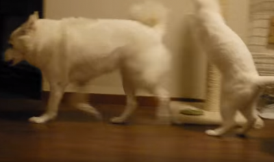 失敗はごまかそう!ハプニング後の猫の行動