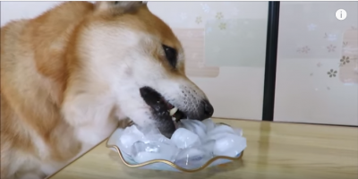 柴犬、氷を食べてキーン?可愛い表情に注目です