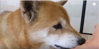 柴犬、氷を食べてキーン?可愛い表情に注目です