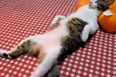 何でその寝方?変な格好で寝る猫