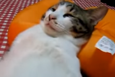何でその寝方?変な格好で寝る猫