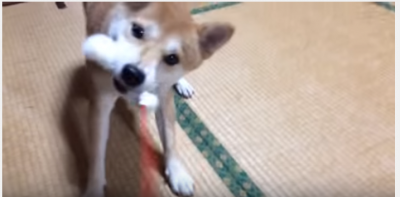 恐がりな猫を守る、勇敢で優しい柴犬