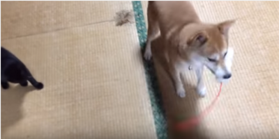 恐がりな猫を守る、勇敢で優しい柴犬