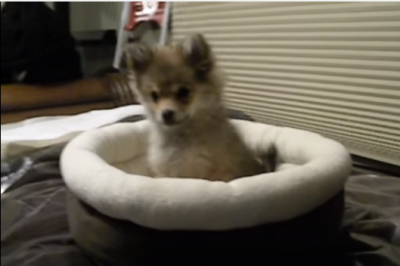 ポメラニアンの子犬、狼の遠吠えにビックリ