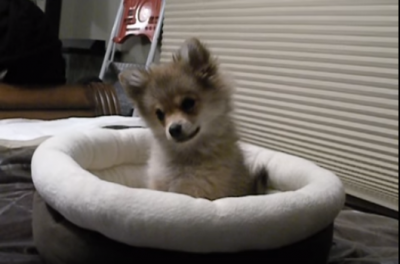 ポメラニアンの子犬、狼の遠吠えにビックリ