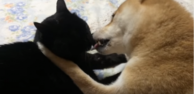 食べちゃいたいくらい大好きだワン!柴犬と黒猫