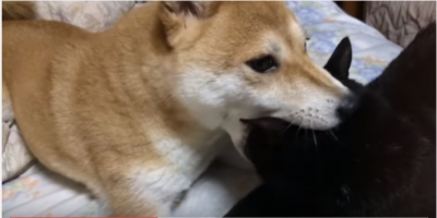 食べちゃいたいくらい大好きだワン!柴犬と黒猫