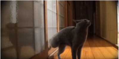 目にもとまらぬ速さ?ドアを高速ノックする猫