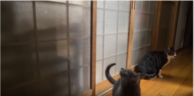 目にもとまらぬ速さ?ドアを高速ノックする猫