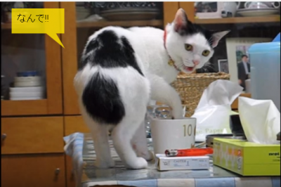 飼い主さんと大阪弁で話をする猫
