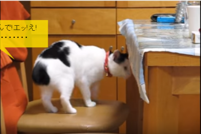 飼い主さんと大阪弁で話をする猫