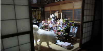 秋田犬の元気くん、お供え物からお菓子を選ぶ