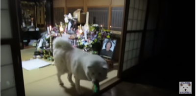 秋田犬の元気くん、お供え物からお菓子を選ぶ