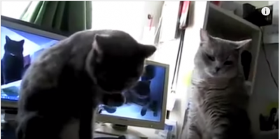 微笑ましい緩すぎる2匹の猫パンチ