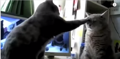 微笑ましい緩すぎる2匹の猫パンチ