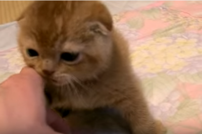 コロコロ遊ぶまるでタワシみたいな猫