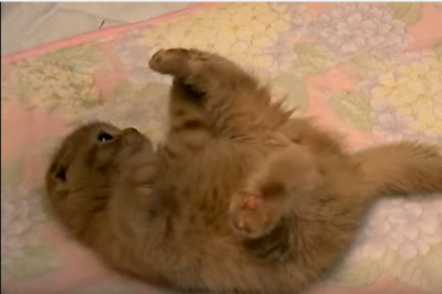 コロコロ遊ぶまるでタワシみたいな猫