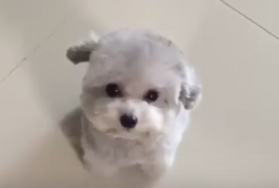 まるでぬいぐるみ!モコモコかわいい小型犬