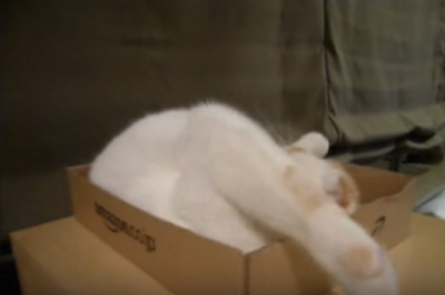 箱の中で首をかしげ過ぎる可愛い猫