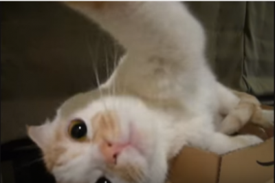 箱の中で首をかしげ過ぎる可愛い猫