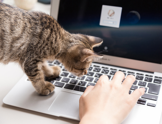 なぜ必ずやってくる!? 猫がパソコン作業を邪魔する理由