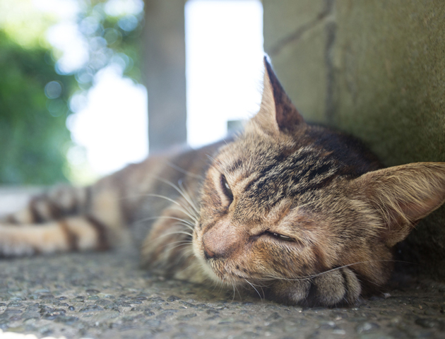 猫まみれになりたい人必見! 猫好きにはたまらない旅行先7選