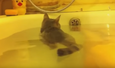 いい湯だな~!お風呂を楽しむ子猫