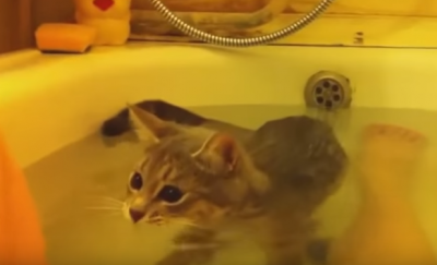 いい湯だな~!お風呂を楽しむ子猫