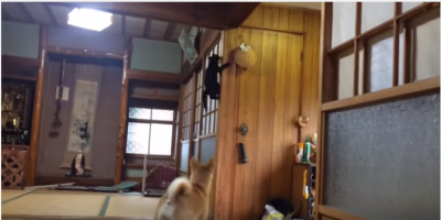 ご機嫌な黒猫とソワソワする柴犬