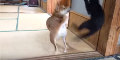 ご機嫌な黒猫とソワソワする柴犬