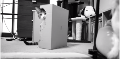 チワワの背後に映り込むのは一体・・・?
