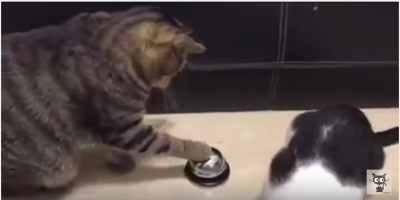猫、ご飯のオーダーはベルを鳴らします