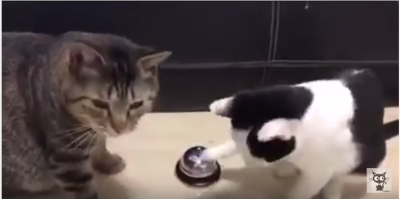 猫、ご飯のオーダーはベルを鳴らします